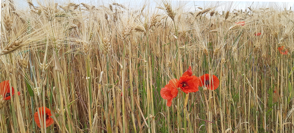 Bild_Haare%20schneiden_Gräser%20Mohn